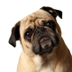 Image for article titled In South Korea, Dogs Are Getting Plastic Surgery